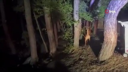 Vahşi doğada tehlikeli karşılaşma!