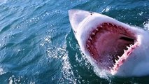 How to Avoid Shark Attacks | Expert Advice for Swimmers, Surfers, Divers, & Spearfishers