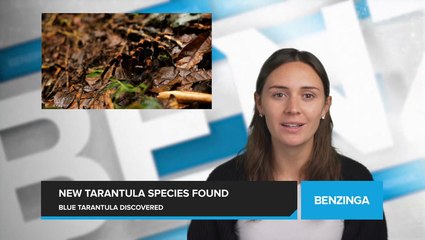 Electric Blue Tarantula Species Discovered in Thailand's Forests
