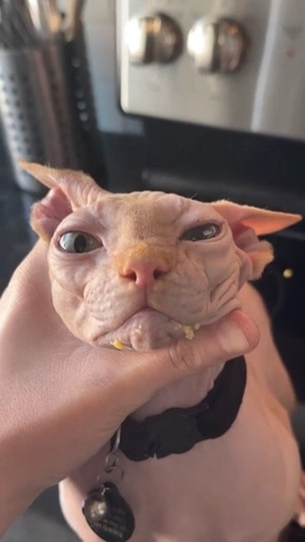 ⁣Owner Catches Sphynx Cat Stealing Food by Crumbs Stuck on His Face