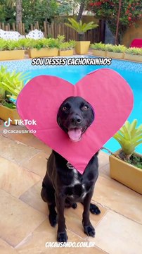 Chico: versão para pet de música de Luísa Sonza faz sucesso no TikTok
