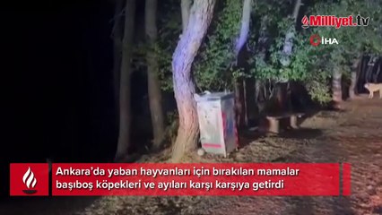 Ankara’da ayı ile başıboş köpekleri yine karşı karşıya geldi: O anlar kamerada
