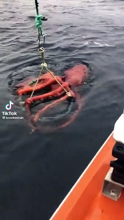 Une énorme pieuvre s'accroche aux prises des pêcheurs 22.09.23