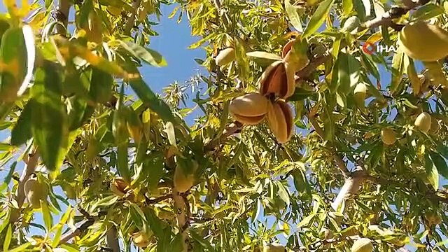 Sivas'ta yapılamaz denileni başardı, 10 yılın ardından hasada başladı