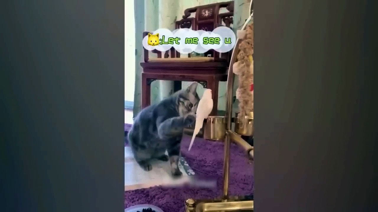 dog and cat funnny video 14