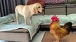 The rooster is very angry! Because roosters don’t want to be friends with Labrador retrievers!