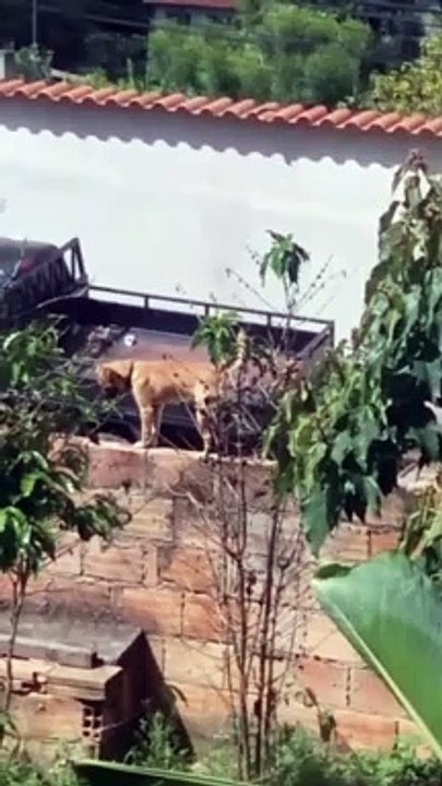 Cadela alpinista de MG viraliza caminhando por...
