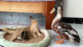 The irresponsible mother duck actually brought two ducklings to the cute cat to help raise them!