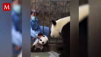 Pequeño oso se reencuentra con su mamá luego de días separados; el video ha conmovido a internautas