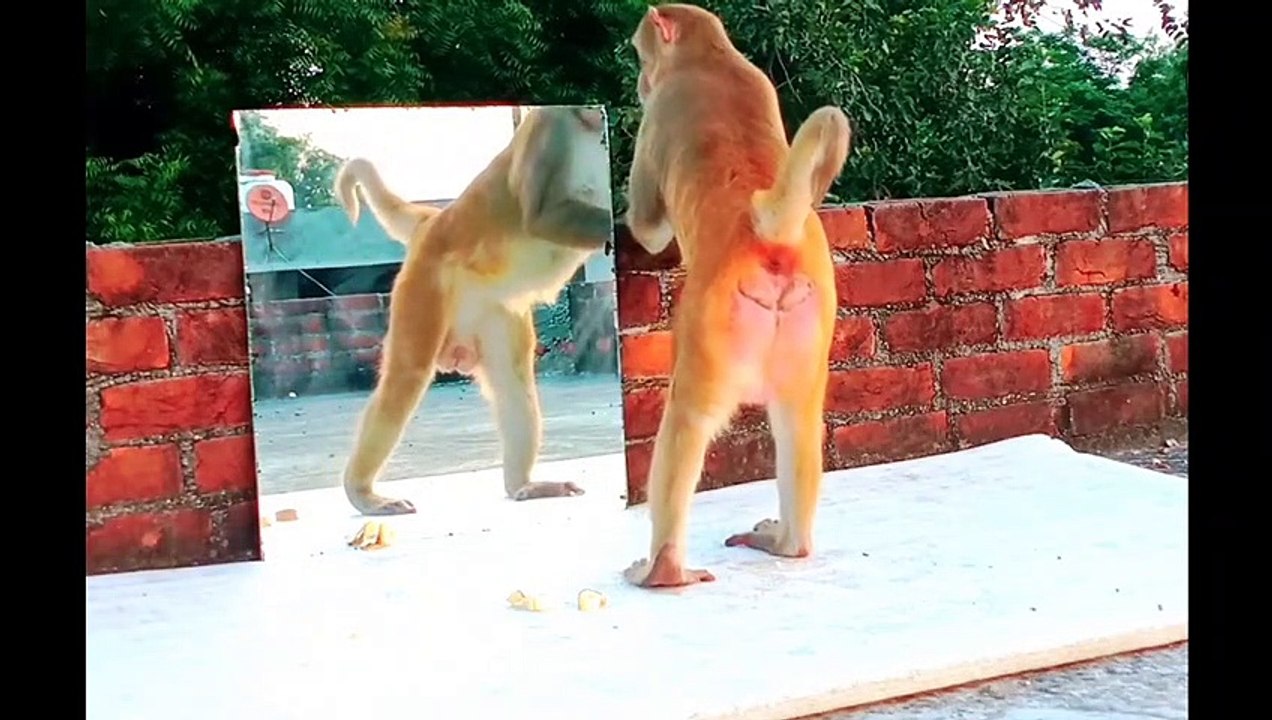 Prank Monkey With MIrror