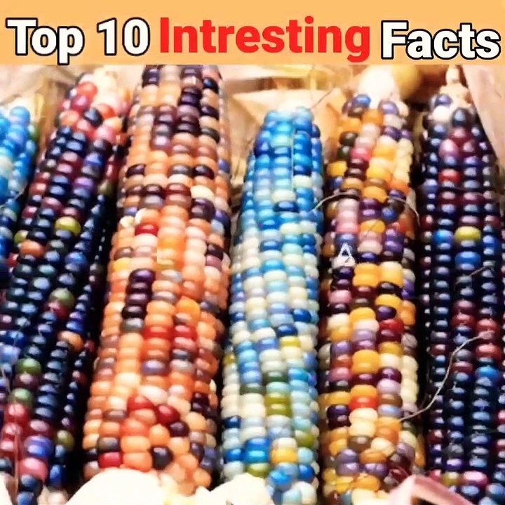 Top 10 intresting Facts in Hindi