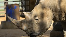 World Rhino Day at National Zoo and Aquarium