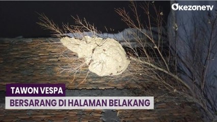 Evakuasi Tawon Vespa dari Rumah Warga di Pademangan Berlangsung Dramatis