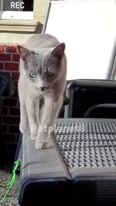 cool cute cat