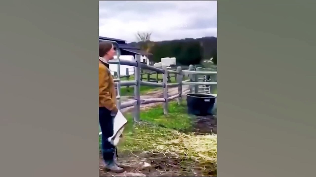 Funniest Animals 2023  New Funny Cats and Dogs Videos  Part 3