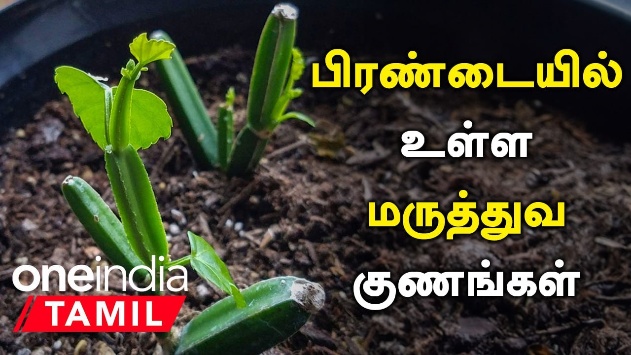 பிரண்டையில் உள்ள மருத்துவ குணங்கள் | Pirandai Health Benefits in Tamil | Adamant Creeper