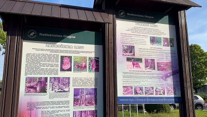 Sprzątanie Lasu Głogów