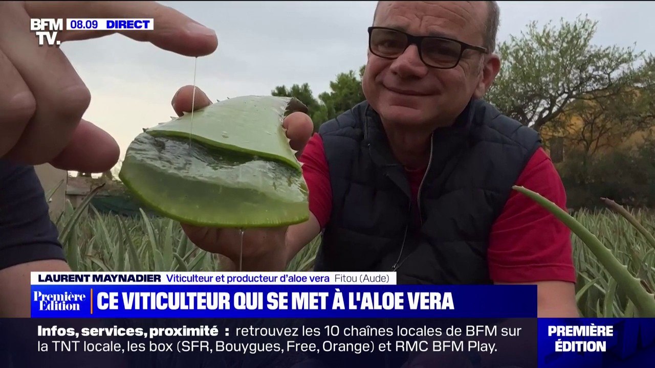 Ce viticulteur de l'Aude produit aussi de l'aloe vera