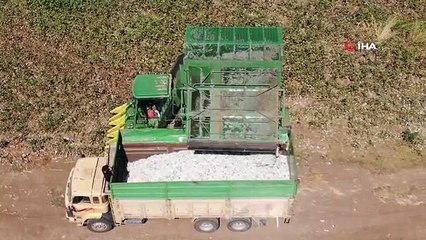 Depremin Vurduğu Hatay'da Pamuk Hasadı Başladı