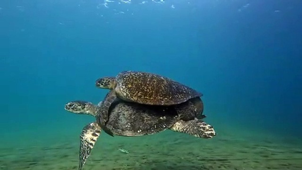 Carpooling in the Galapagos