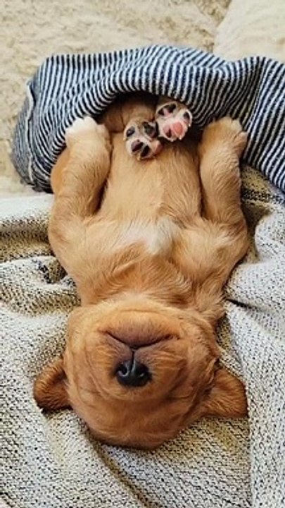 Golden Retriever Puppy Sleeps Soundly