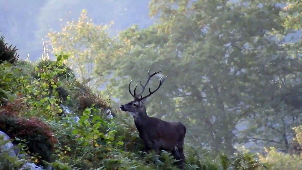 La berrea en Piloña