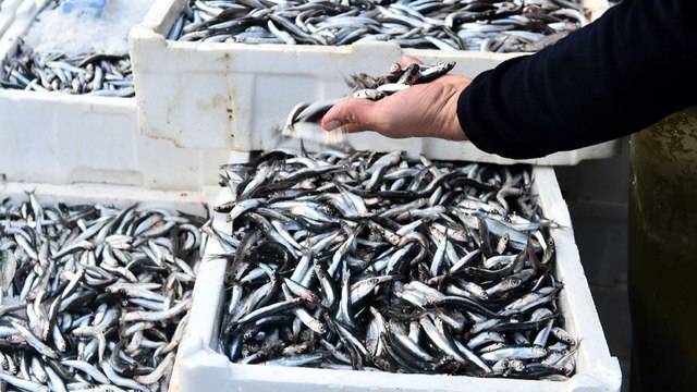 Halde hamsi tartışması sürüyor