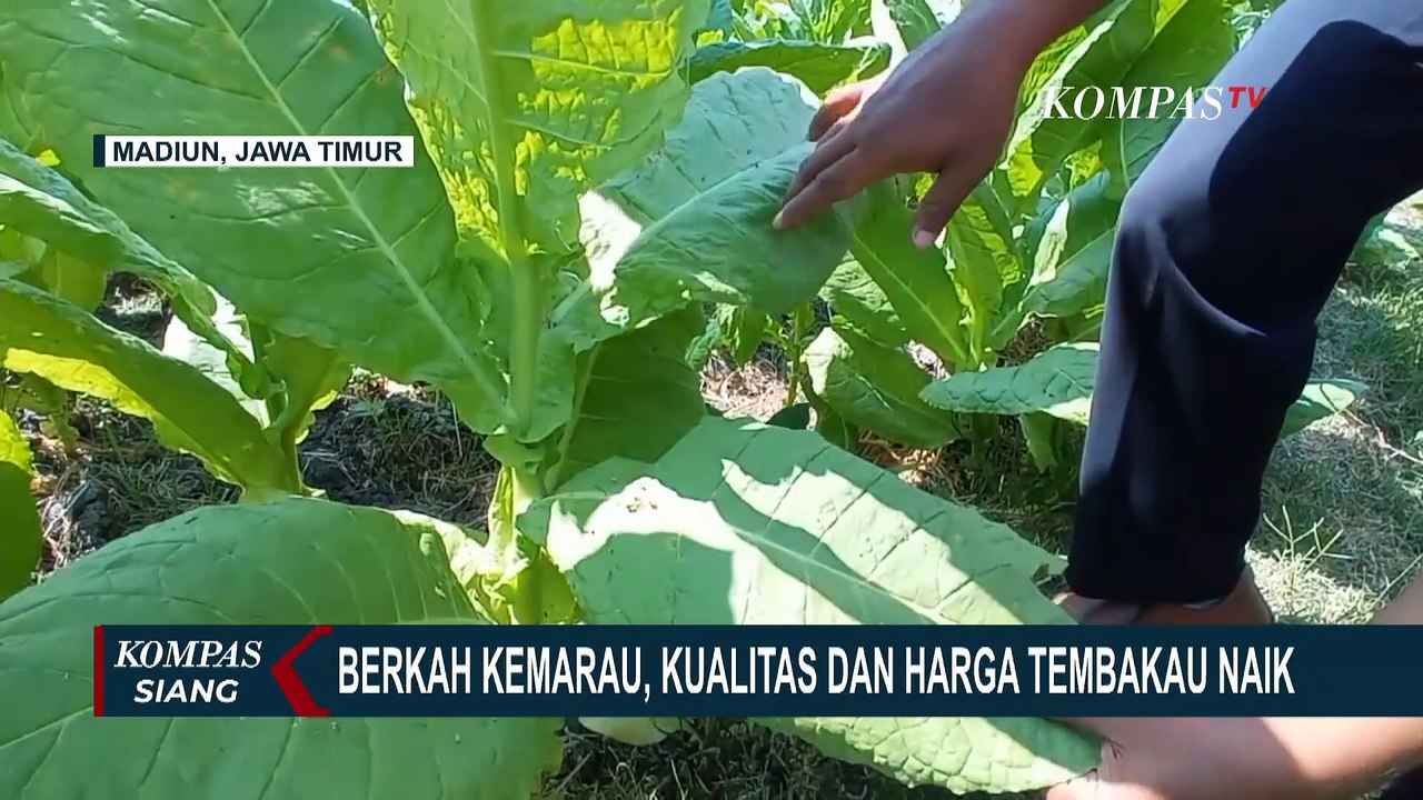 Berkah Kemarau Petani Tembakau di Madiun: Kualitas Meningkat, Harga Tembakau Kering Naik