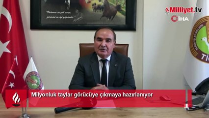 Milyonluk taylar görücüye çıkmaya hazırlanıyor