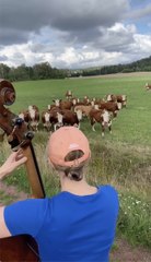 Cows rush to enjoy free jazz performance