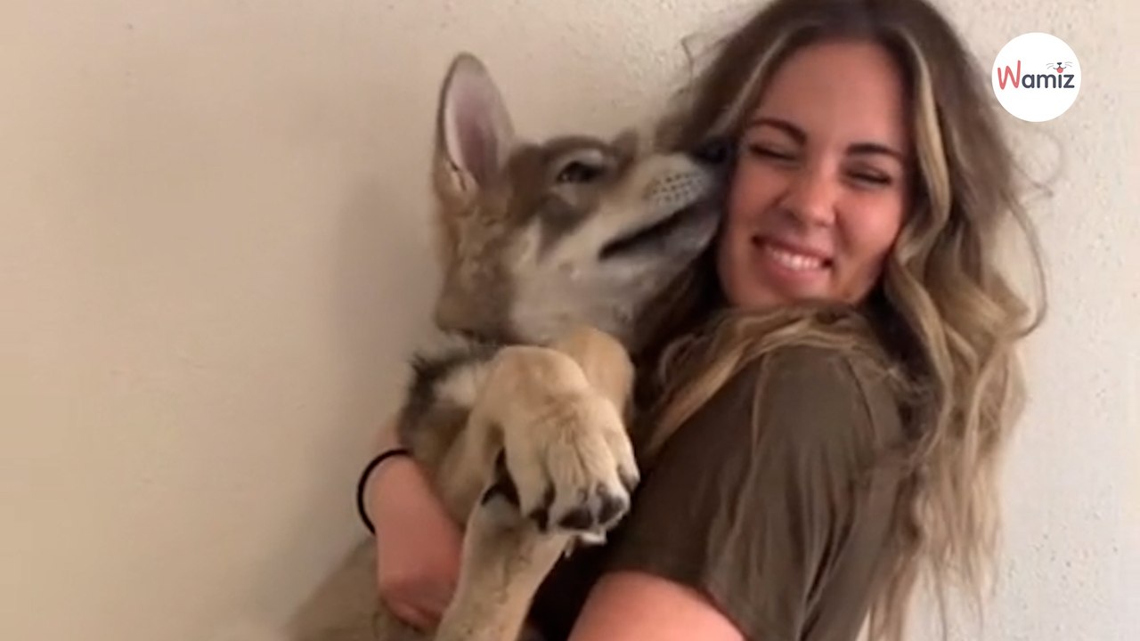 Ils achètent un chiot ressemblant à un Husky : 10 mois plus tard, il se métamorphose en tout autre chose
