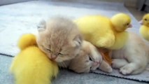 kitten hugged the chick tightly to sleep. cute and funny animal