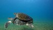 Carpooling in the Galapagos