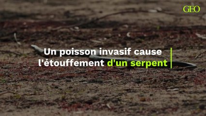 Un poisson invasif cause l'étouffement d'un serpent