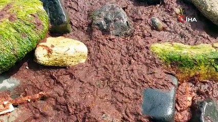 Marmara'da kıyı şeridi kırmızıya büründü