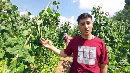 Çameli Fasulyesinde Yaş Hasat Devam Ediyor