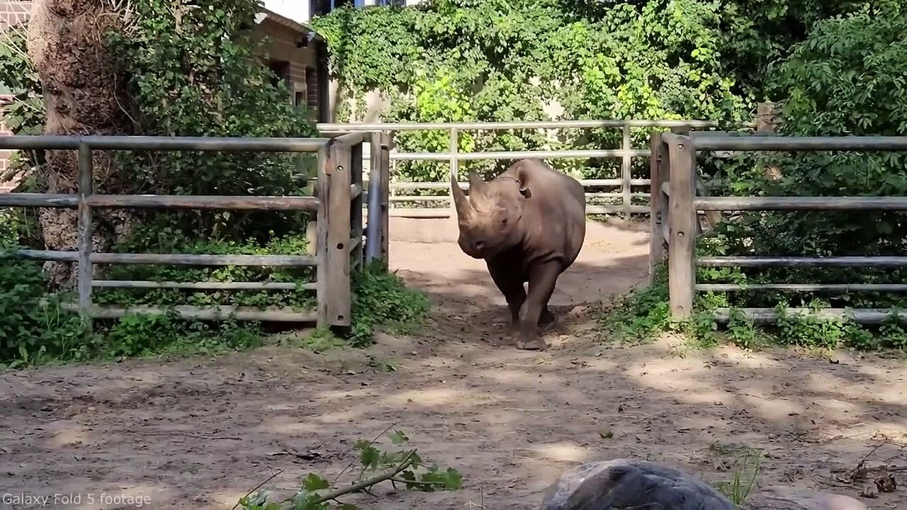 Samsung Galaxy Z Fold 5 & Flip 5 Unboxing - Next Gen Foldable Smartphones