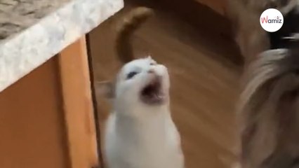 Quand il a faim, ce chat pousse un miaulement incroyable : 42M de personnes sont estomaquées (Vidéo)