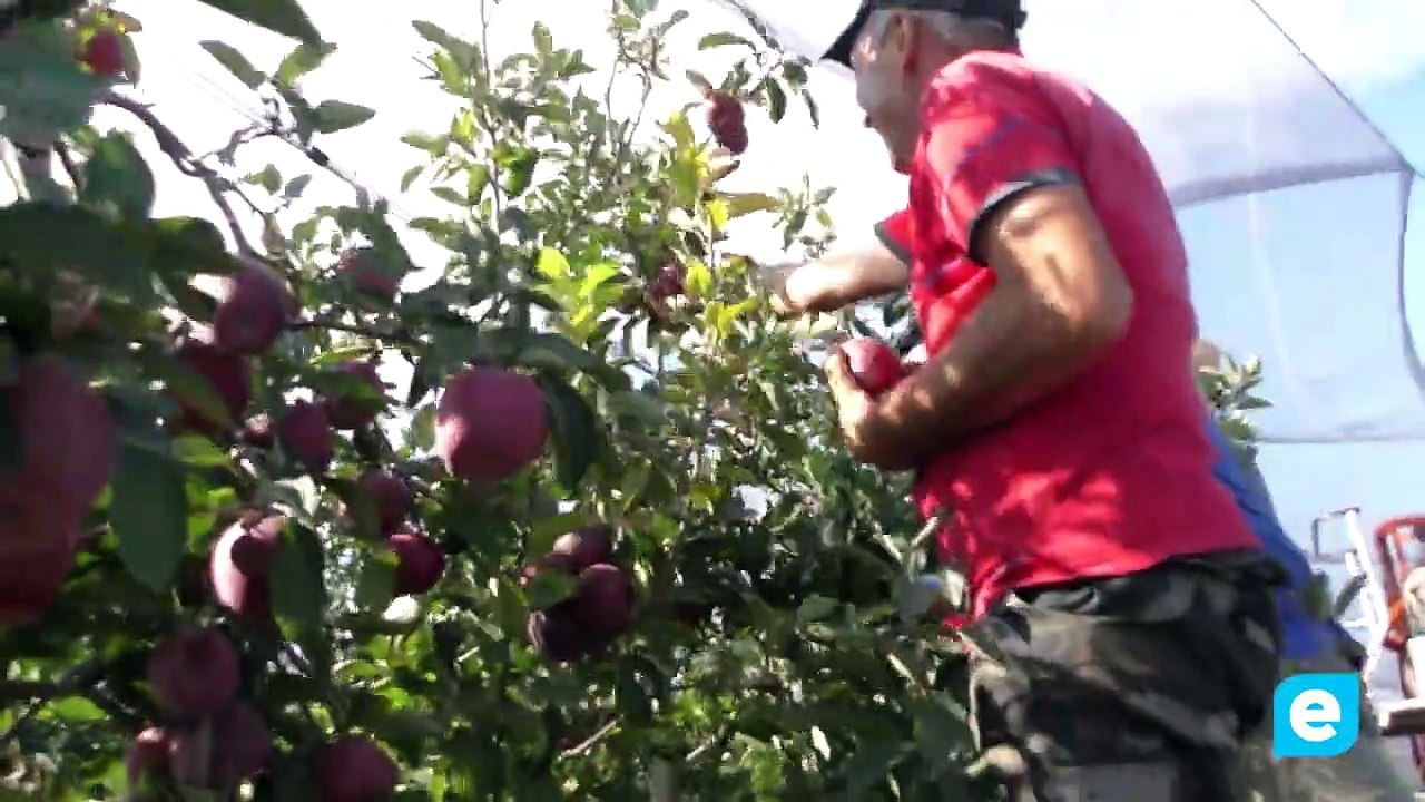 Poma de Girona afronten sequera amb èxit gràcies a tècniques innovadores