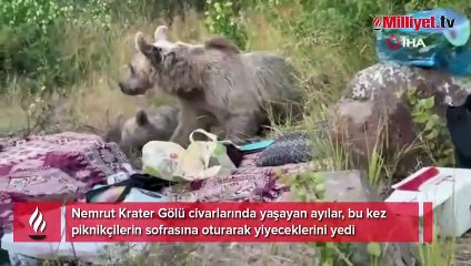 Ayı ailesi piknikçilerin sofrasına oturdu: Biraz da bize bırak