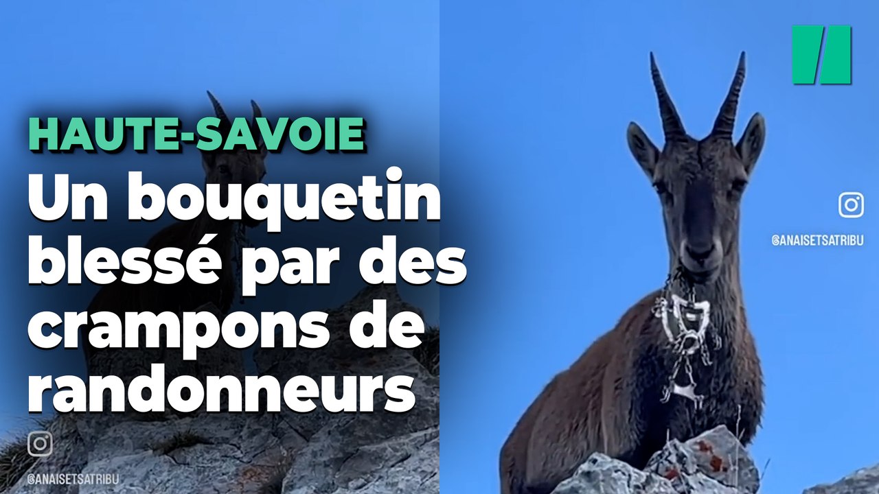 En Haute-Savoie, un bouquetin coincé avec des crampons de randonneurs dans la bouche