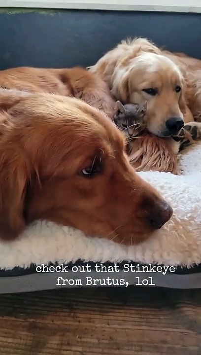 Golden Retrievers Learn to Share Newborn Kitten