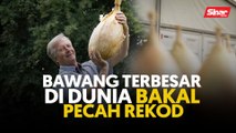 Bawang terbesar di dunia bakal pecah rekod