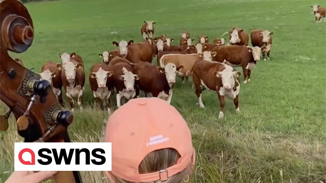 Herd of cows rushes down a field to enjoy free jazz performance