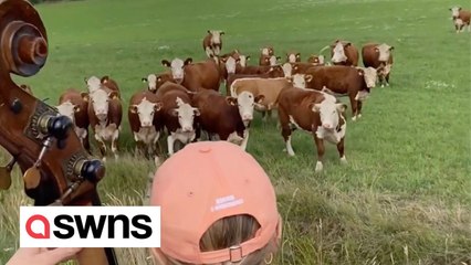 Herd of cows rushes down a field to enjoy free jazz performance