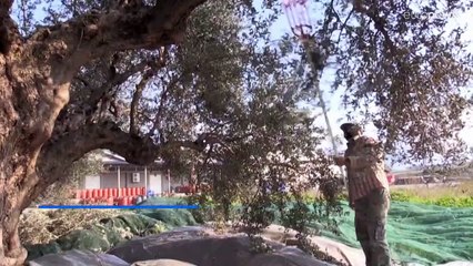 Rekord áron adják az olívaolajat