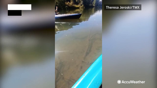 Gator spotted in western Pennsylvania river