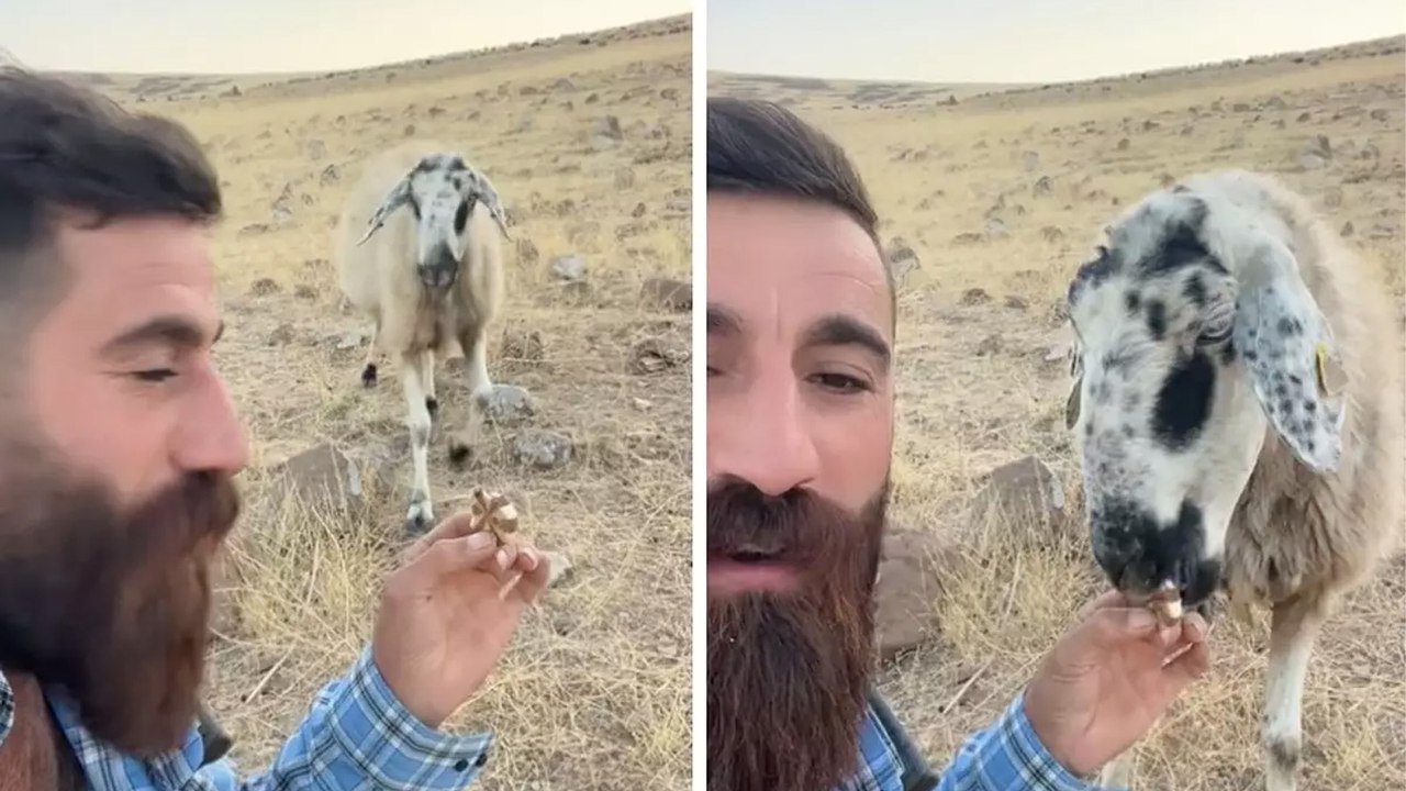Gördüğü keki yemek için gelen koyun Gülçin fenomen oldu