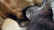 Golden Retriever Gives Newborn Kitten a Bath