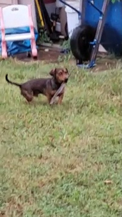Clever Doggo Figures Out How to Get His Stick Through the Doggy Door